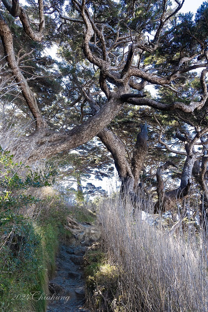點我看大圖 雲海的故鄉 北大武山 (圖多)