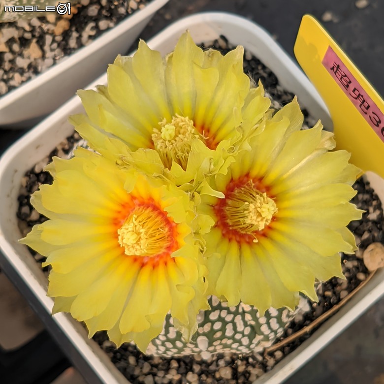 台南市佳里區興化里台19路旁 綠樹多肉植栽園 04/13