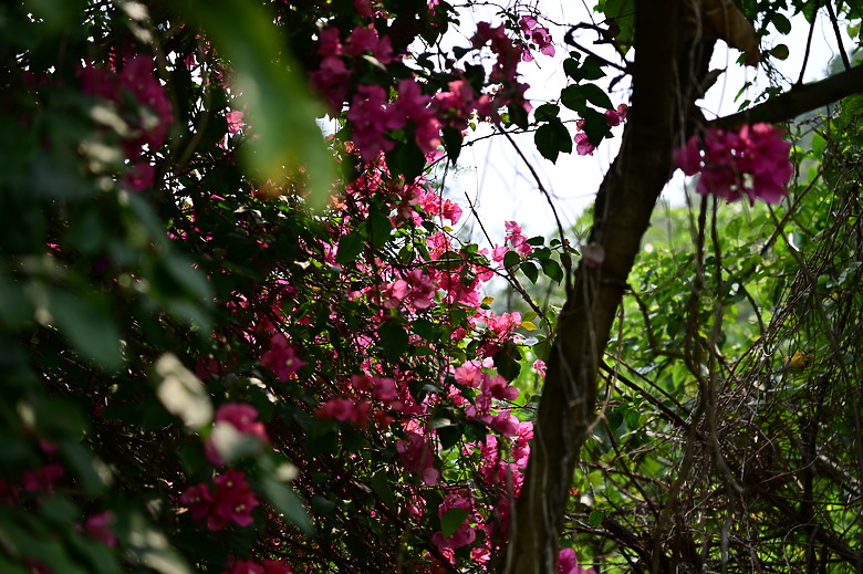 Tamron 28-75mm F/2.8 Di III VXD G2（A063）評測｜Z-mount 生力軍、高性價比副廠鏡皇！