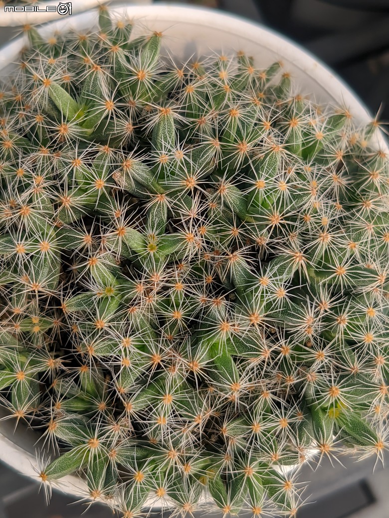 台南市佳里區興化里台19路旁 綠樹多肉植栽園 04/13