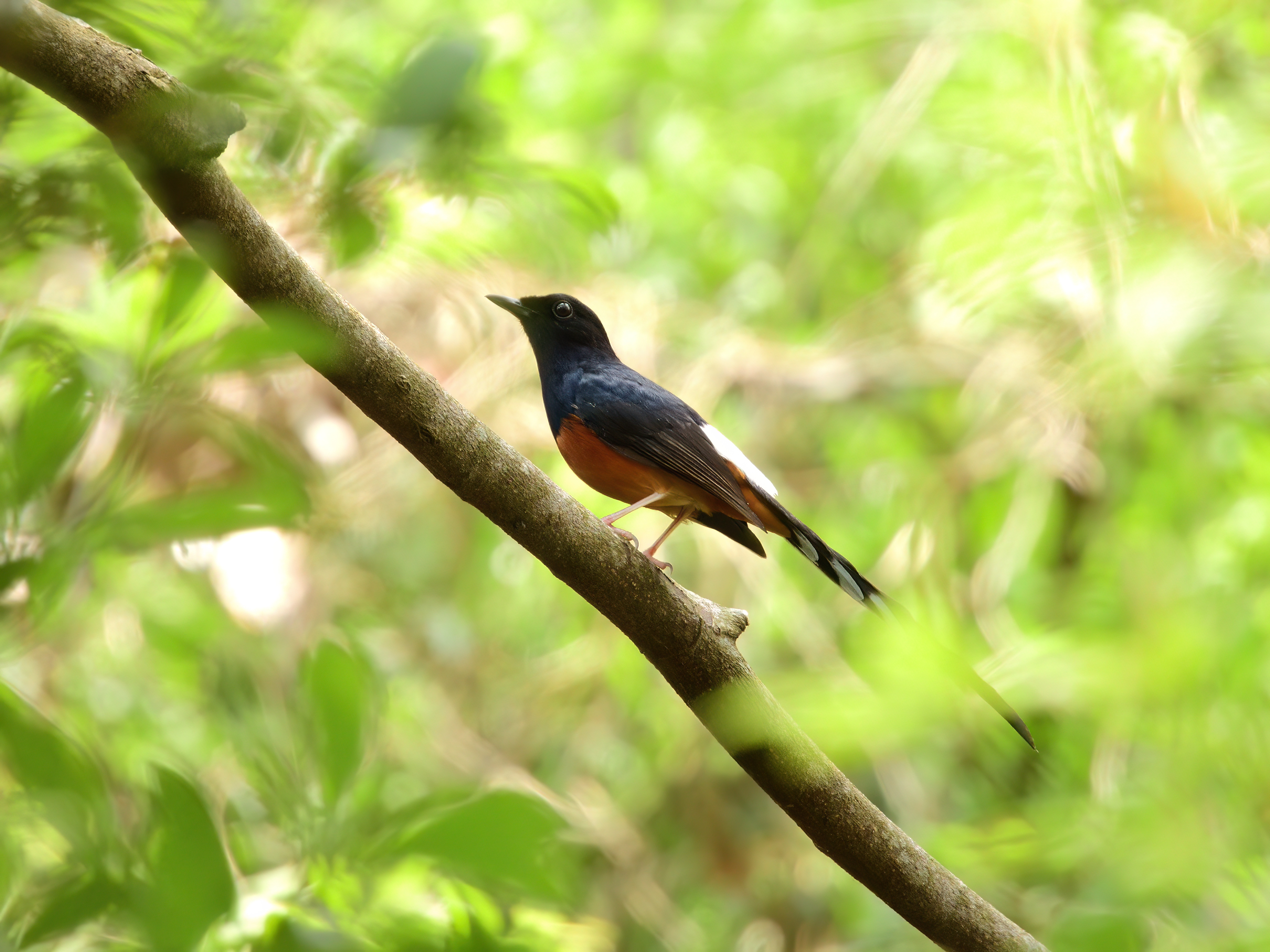 Nikon Coolpix P1000 鳥大樓