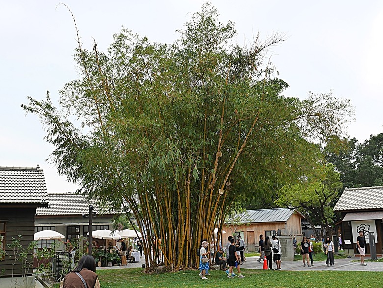 國家漫畫博物館籌備處【臺中刑務所演武場、典獄官舍、浴場、官舍群】 — 2024清明連假之臺中市區內一方綠意與懷舊日式宿舍散策