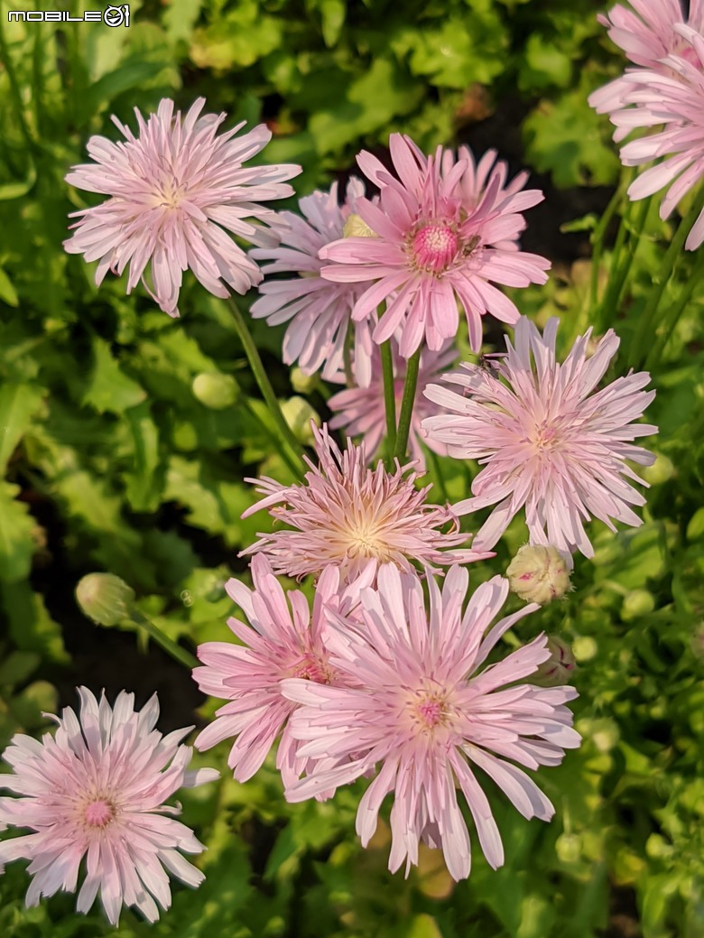 毛旋花+蒲公英+荷包花+隨意草+藍色暮光 台南市歸仁區七甲花卉區 04/14
