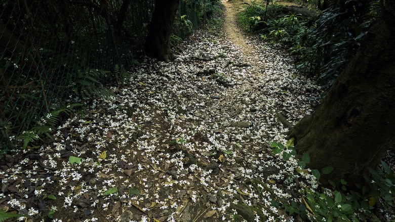 2024土城桐花祭【天上山列縱走】南勢角站→南勢角山→天上山→永寧站