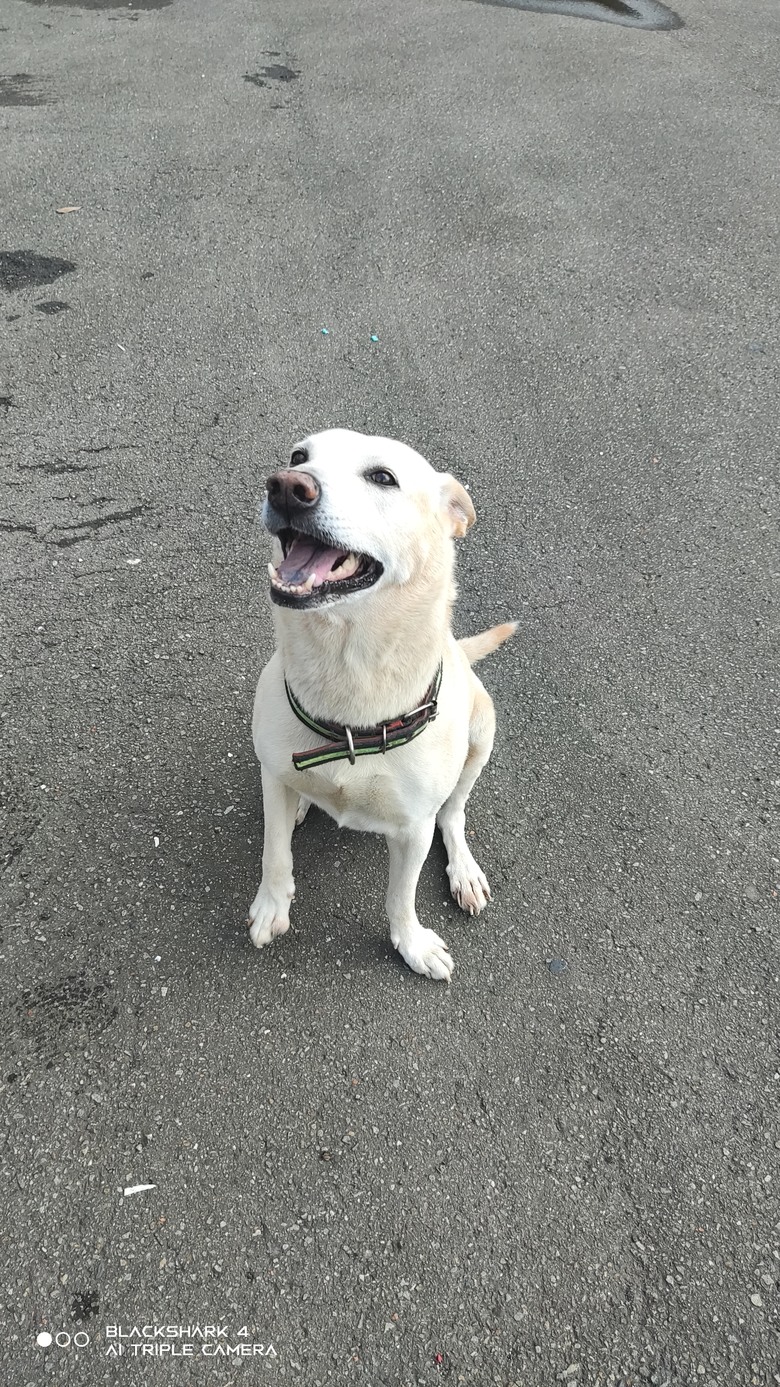 新手想問有載大型犬騎單車單日百公里左右的車友配置