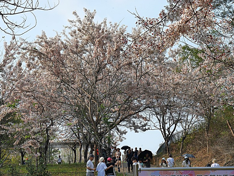 六龜神威天臺山花旗木花海、田寮月世界、美濃警察分駐所、美濃舊橋與溪畔花旗木，還有林家粄條總店美食 — 2024清明連假高雄郊區賞花旗木行旅