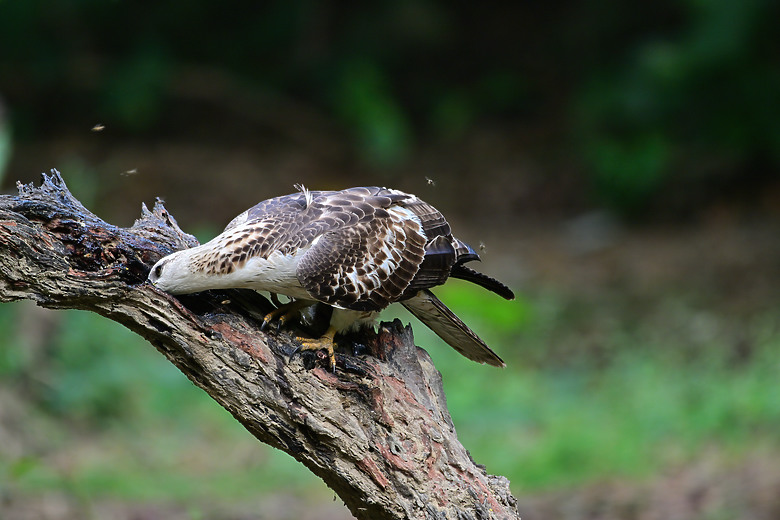 蓋186大樓，建材以管計價5萬8。(NIKKOR Z 180-600mm f/5.6-6.3 VR)