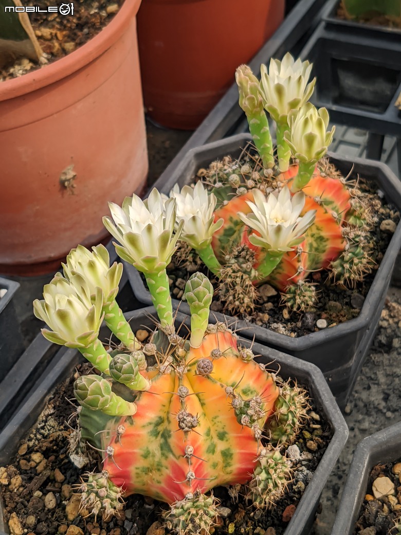 台南市佳里區興化里台19路旁 綠樹多肉植栽園 04/13