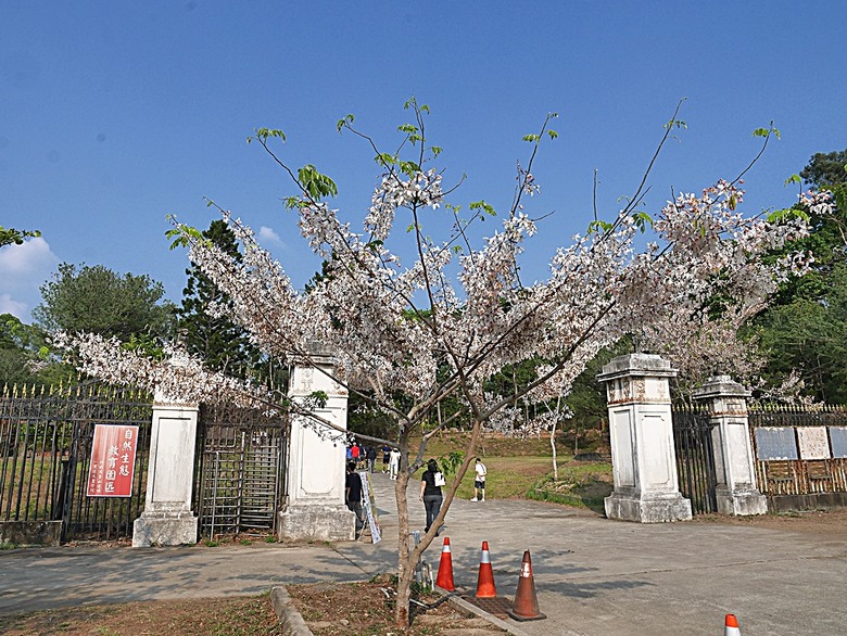 六龜神威天臺山花旗木花海、田寮月世界、美濃警察分駐所、美濃舊橋與溪畔花旗木，還有林家粄條總店美食 — 2024清明連假高雄郊區賞花旗木行旅