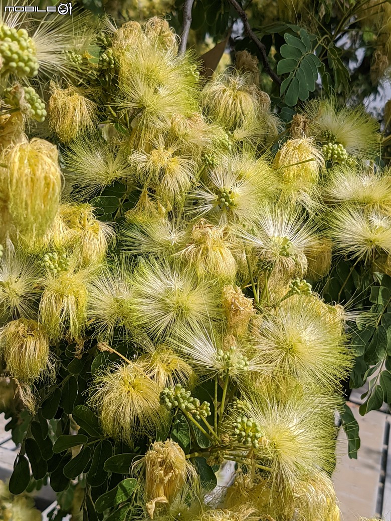 大葉合歡+雞冠刺桐 台南市歸仁區運動公園 04/20