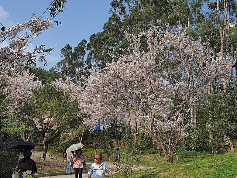 六龜神威天臺山花旗木花海、田寮月世界、美濃警察分駐所、美濃舊橋與溪畔花旗木，還有林家粄條總店美食 — 2024清明連假高雄郊區賞花旗木行旅