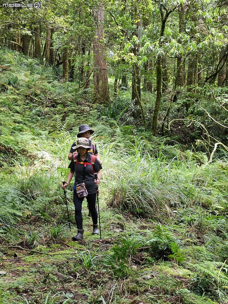 宜蘭古魯林道之大元國小。原始山徑二訪。