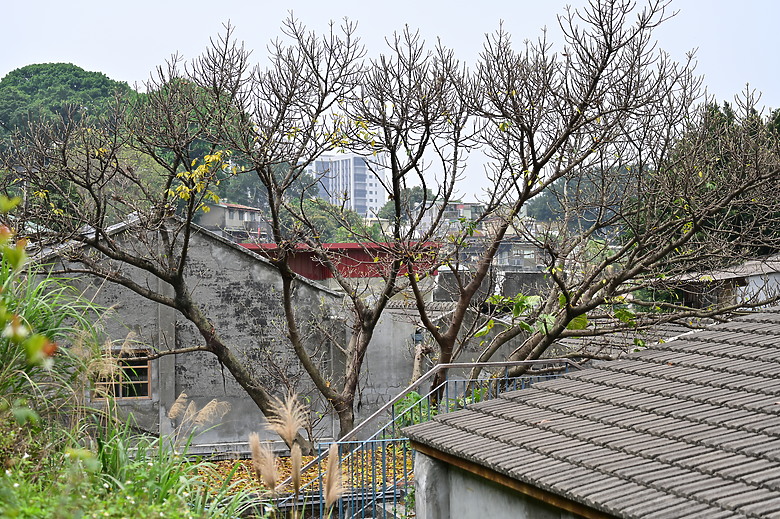 Tamron 28-75mm F/2.8 Di III VXD G2（A063）評測｜Z-mount 生力軍、高性價比副廠鏡皇！