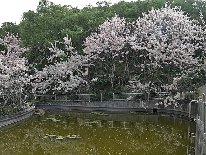 六龜神威天臺山花旗木花海、田寮月世界、美濃警察分駐所、美濃舊橋與溪畔花旗木，還有林家粄條總店美食 — 2024清明連假高雄郊區賞花旗木行旅