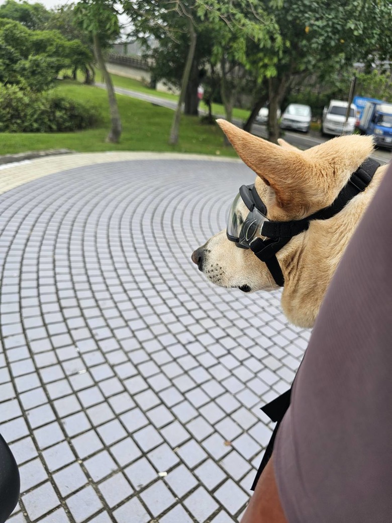新手想問有載大型犬騎單車單日百公里左右的車友配置