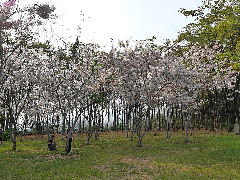 六龜神威天臺山花旗木花海、田寮月世界、美濃警察分駐所、美濃舊橋與溪畔花旗木，還有林家粄條總店美食 — 2024清明連假高雄郊區賞花旗木行旅