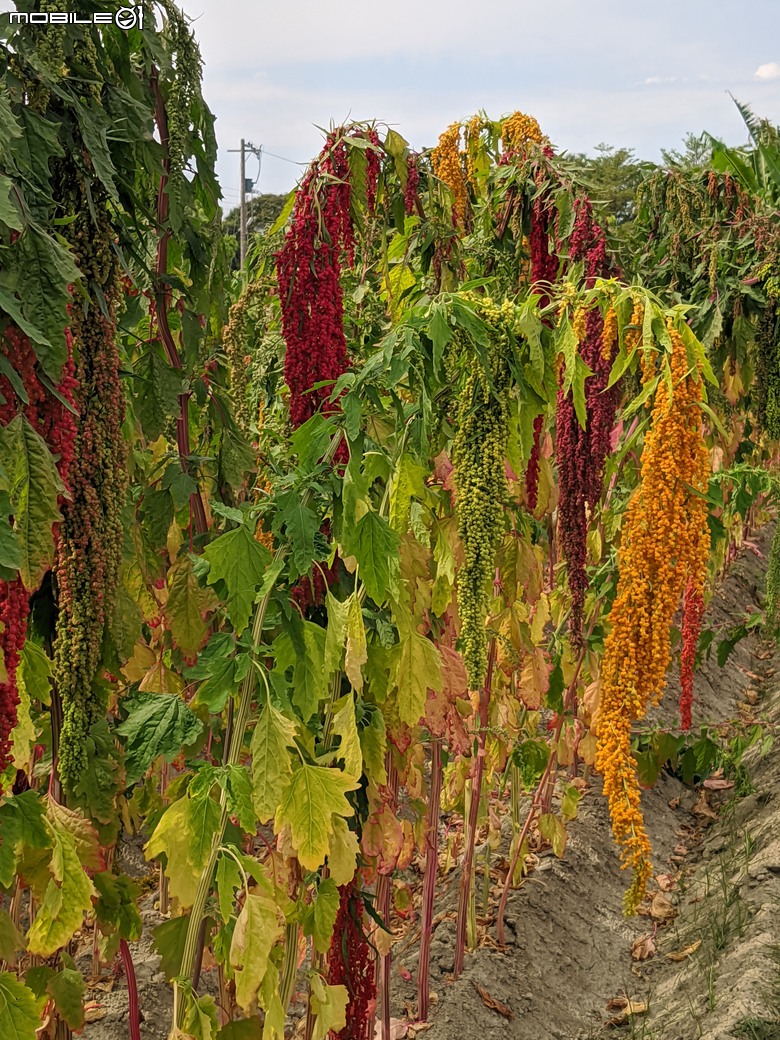 花旗木+薊罌粟+紅藜 台南市西港區金沙里新寮 03/30