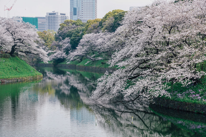 2024 東京四天三夜賞櫻快閃之旅