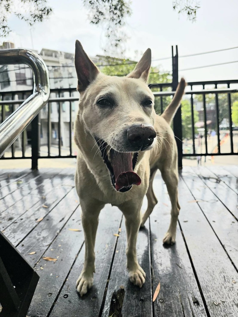 新手想問有載大型犬騎單車單日百公里左右的車友配置