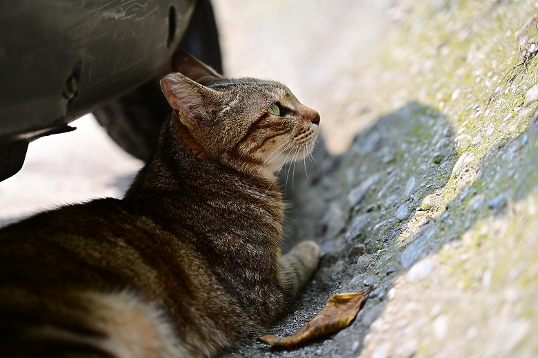 Tamron 28-75mm F/2.8 Di III VXD G2（A063）評測｜Z-mount 生力軍、高性價比副廠鏡皇！