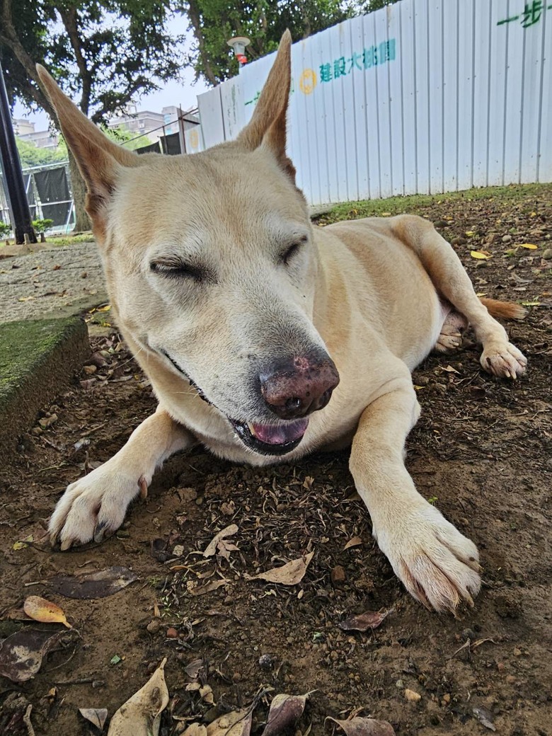 新手想問有載大型犬騎單車單日百公里左右的車友配置