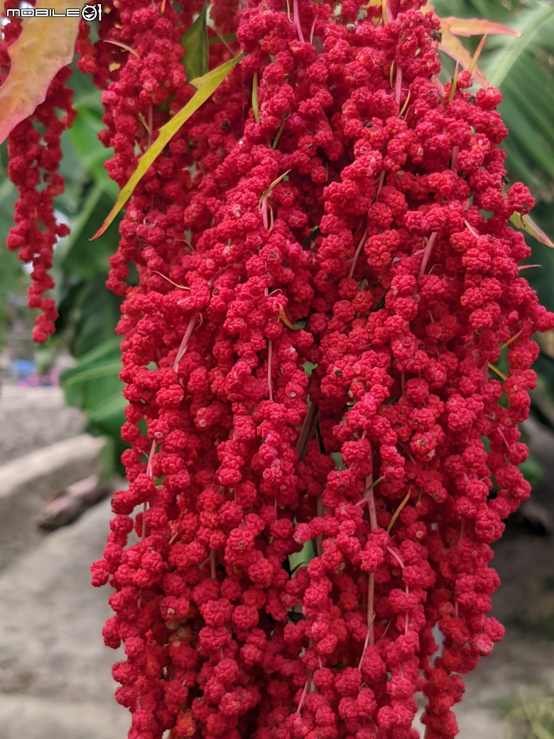 花旗木+薊罌粟+紅藜 台南市西港區金沙里新寮 03/30