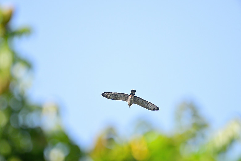蓋186大樓，建材以管計價5萬8。(NIKKOR Z 180-600mm f/5.6-6.3 VR)