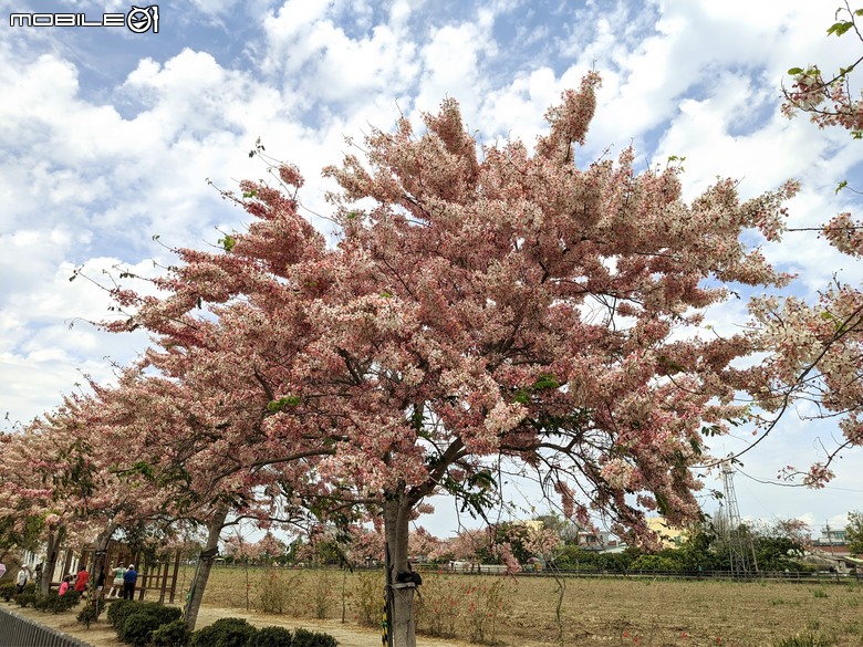 花旗木+薊罌粟+紅藜 台南市西港區金沙里新寮 03/30
