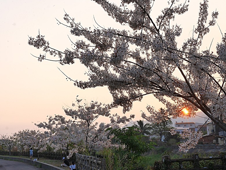 六龜神威天臺山花旗木花海、田寮月世界、美濃警察分駐所、美濃舊橋與溪畔花旗木，還有林家粄條總店美食 — 2024清明連假高雄郊區賞花旗木行旅