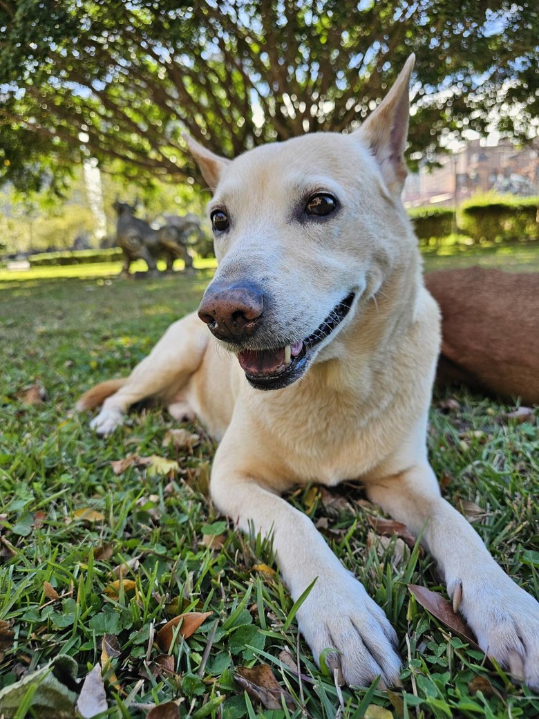 新手想問有載大型犬騎單車單日百公里左右的車友配置