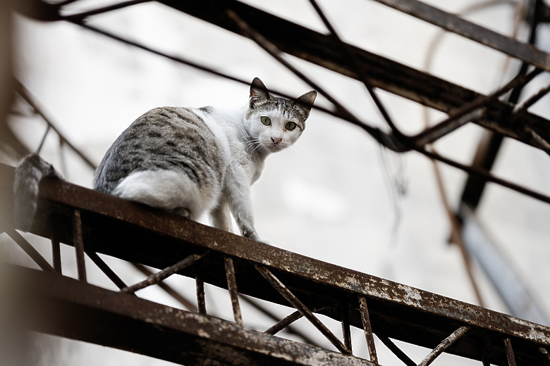久違的台灣 《Fujifilm X-T5, 23&56 2代》