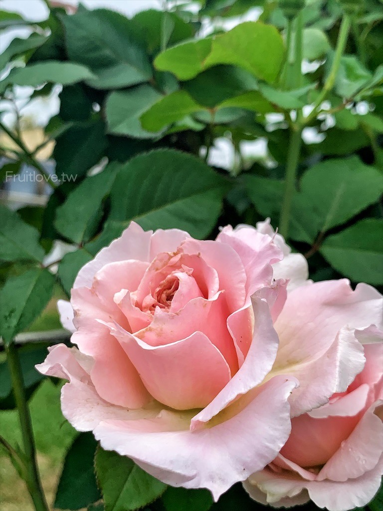 點我看大圖 夢幻玫瑰季登場,還有芬芳的玫瑰胖胖霜淇淋,玫瑰洗面慕斯