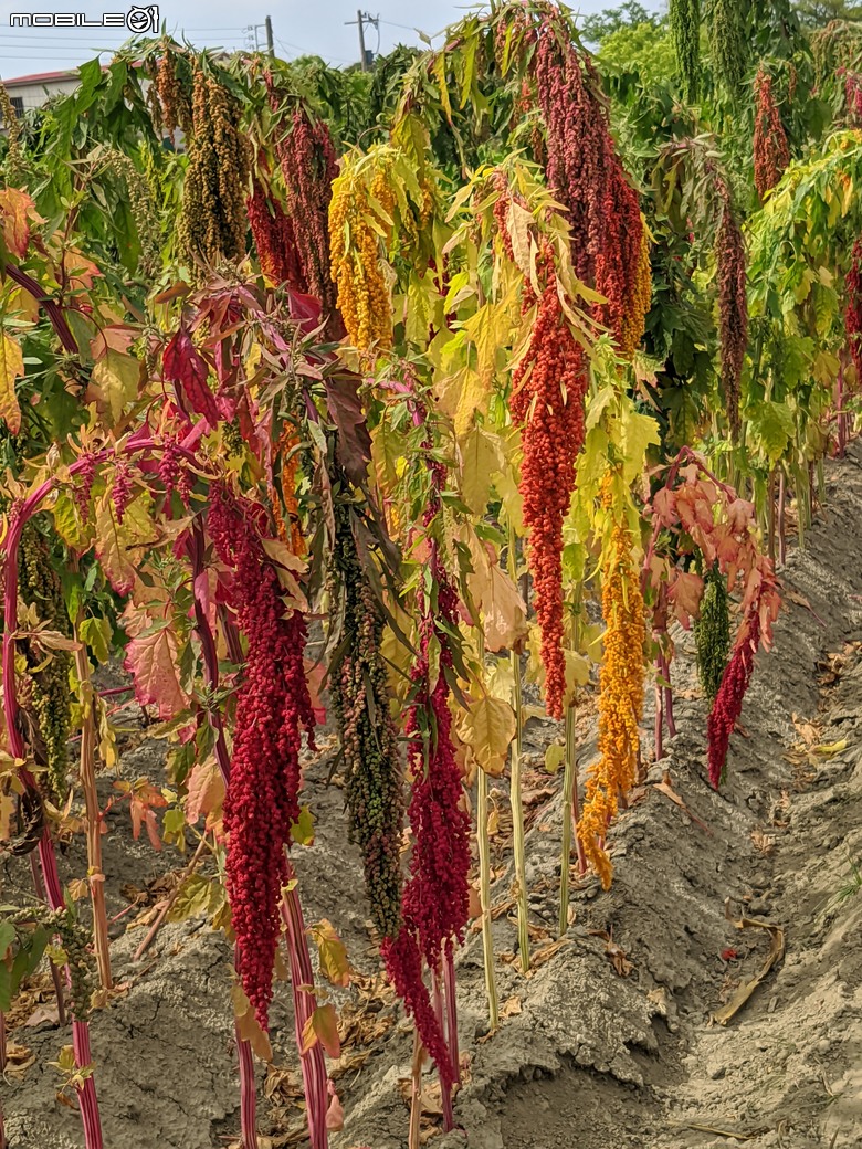花旗木+薊罌粟+紅藜 台南市西港區金沙里新寮 03/30