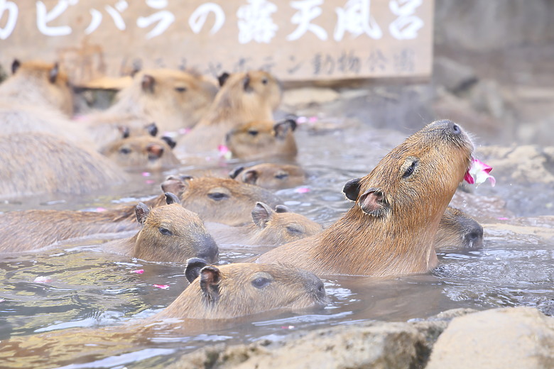 (映像旅行) 到伊豆半島賞河津櫻、看水豚君泡溫泉in日本熱海、伊東、河津 feat. Canon EOS R6 Mark II
