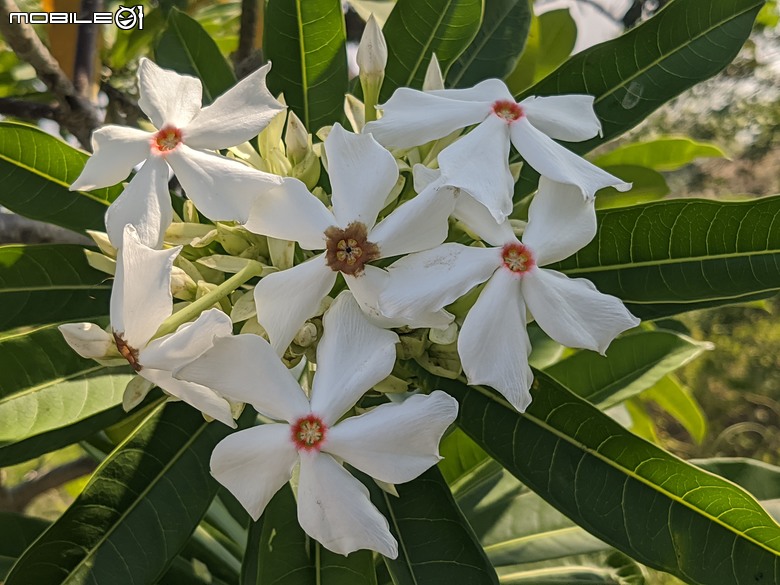 砲彈樹+海檬果+紅花夾竹桃+印度莕菜+澤瀉 台南市中西區光賢街光賢公園 04/21
