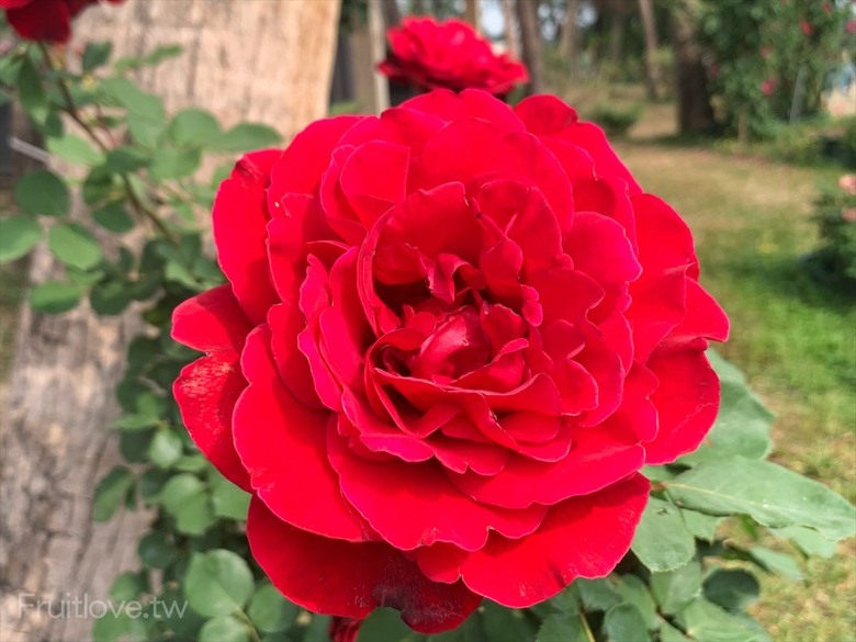 點我看大圖 夢幻玫瑰季登場,還有芬芳的玫瑰胖胖霜淇淋,玫瑰洗面慕斯