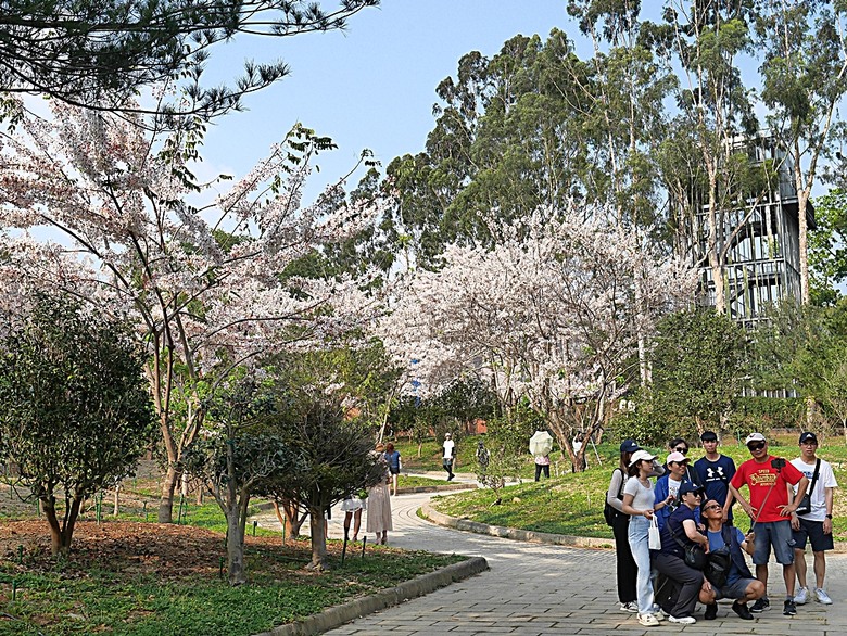 六龜神威天臺山花旗木花海、田寮月世界、美濃警察分駐所、美濃舊橋與溪畔花旗木，還有林家粄條總店美食 — 2024清明連假高雄郊區賞花旗木行旅