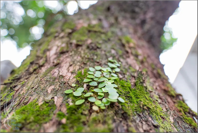 PENTAX HD D FA 21mm F2.4 Limited DC WR 遠近皆宜,超強近拍廣角鏡頭.開箱測試