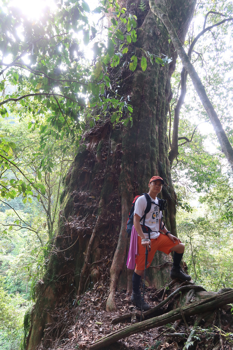 【拉拉喀斯神木群】特富野古道南端口 | 巨大壯碩的紅檜巨木群