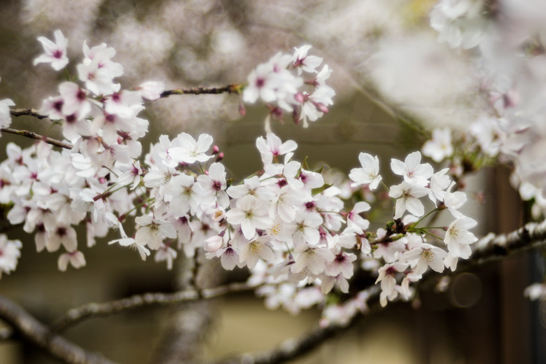 阿里山櫻花季,老鏡照片分享(meyer、steinheil、nikkor)