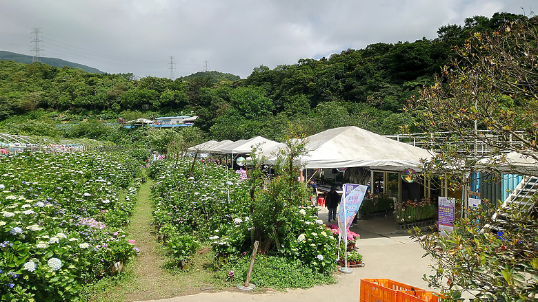[景點]新北-萬里.雙興里(大坪聚落.繡球花田)-New Taipei.Wanli(Daping settlement.hydrangea garden)