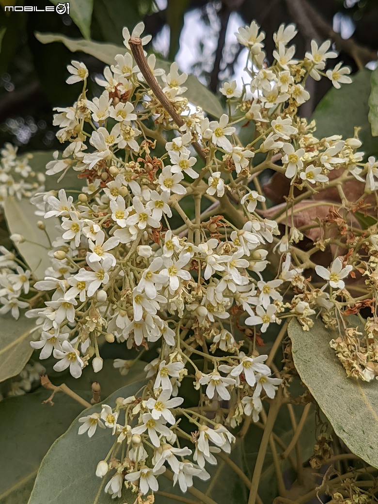 相思樹+散沫花+石栗+構樹 台南市仁德區二仁溪畔 05/19