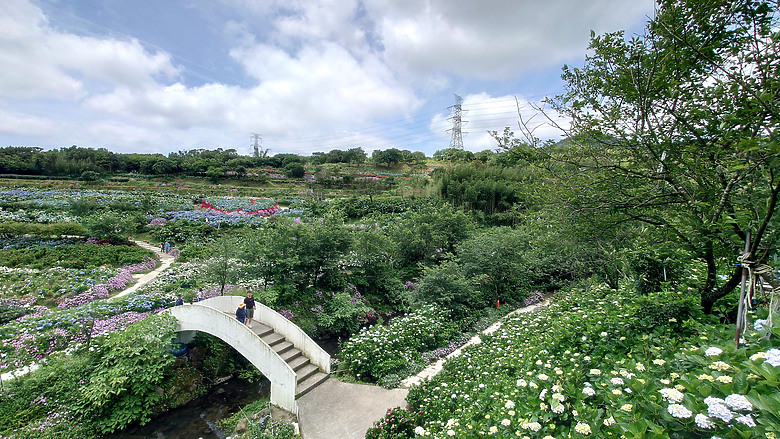 [景點]新北-萬里.雙興里(大坪聚落.繡球花田)-New Taipei.Wanli(Daping settlement.hydrangea garden)