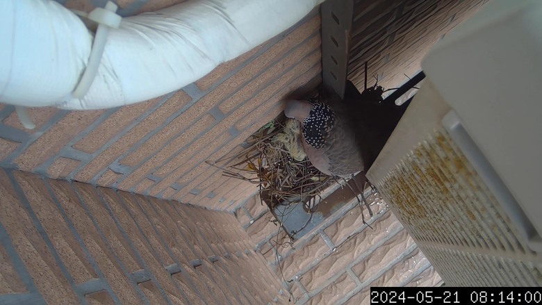 斑鳩寶寶誕生了...縮時攝影紀錄-Afidus ATL200S斑鳩日記2024/5/18-5/21-採用Afidus ATL200S PIR感應生態縮時攝影機