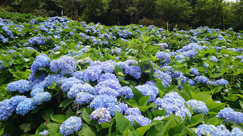 [景點]新北-萬里.雙興里(大坪聚落.繡球花田)-New Taipei.Wanli(Daping settlement.hydrangea garden)