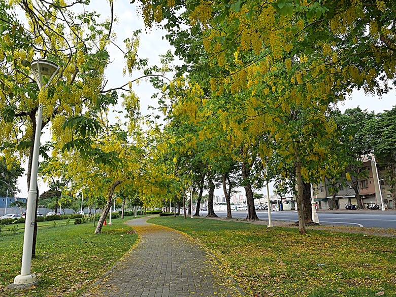 初夏賞玩黃金雨,阿勃勒盛開在高雄 — 凱旋四路、和平一~四路、文化中心週邊