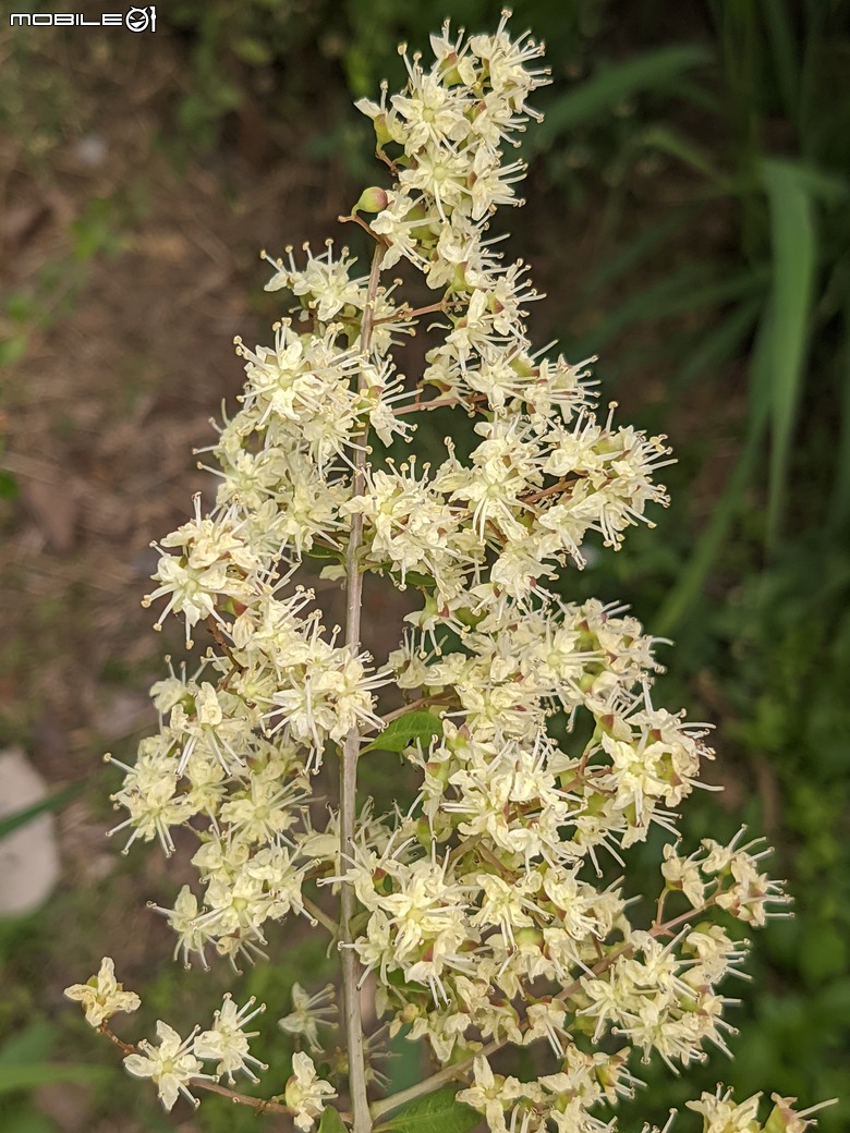 相思樹+散沫花+石栗+構樹 台南市仁德區二仁溪畔 05/19