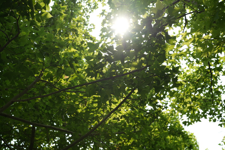 Sigma 50mm f/1.2 DG DN Art 評測報告｜一鳴驚人、副廠超大光圈代表作！