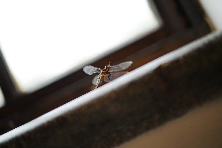 Sigma 50mm f/1.2 DG DN Art 評測報告｜一鳴驚人、副廠超大光圈代表作！