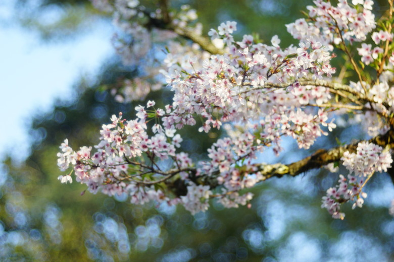 阿里山櫻花季,老鏡照片分享(meyer、steinheil、nikkor)